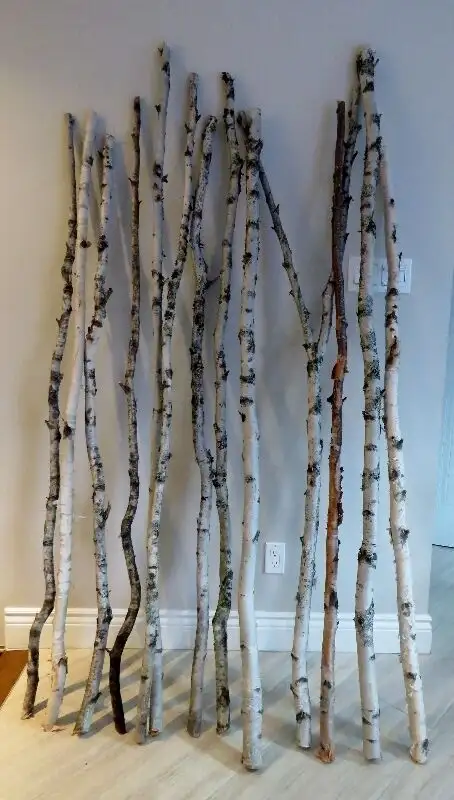 65-75'' Birch Branches, Diameter 1 1/4''+