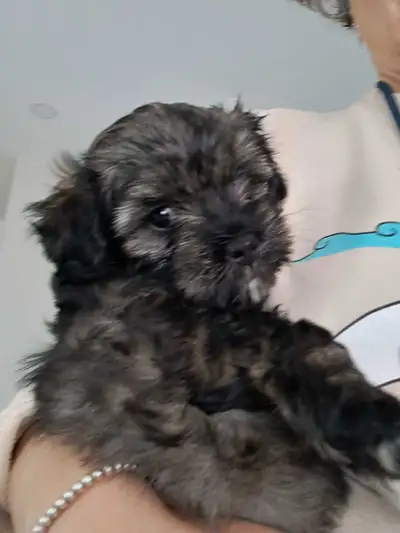 Male  havapoo puppy, View more
