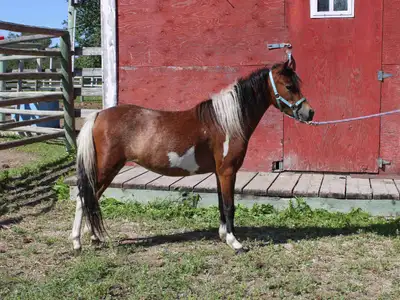 AMHR 2yr old project filly, View more