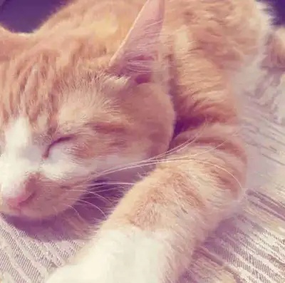 Garderie de chaton, View more