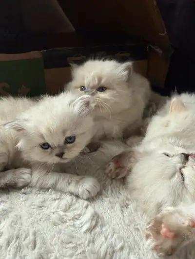 kitten Persian HIMALAYAN, View more