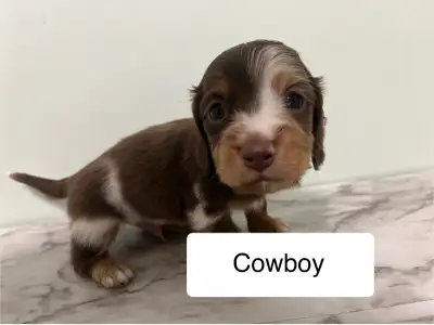 Miniature Longhaired Daschund Puppies!, View more