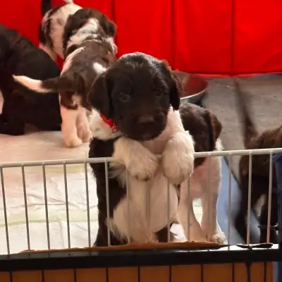 I want to have brilliant homes for these brilliant pups. I have 4 left out of a litter of 8 They wil...
