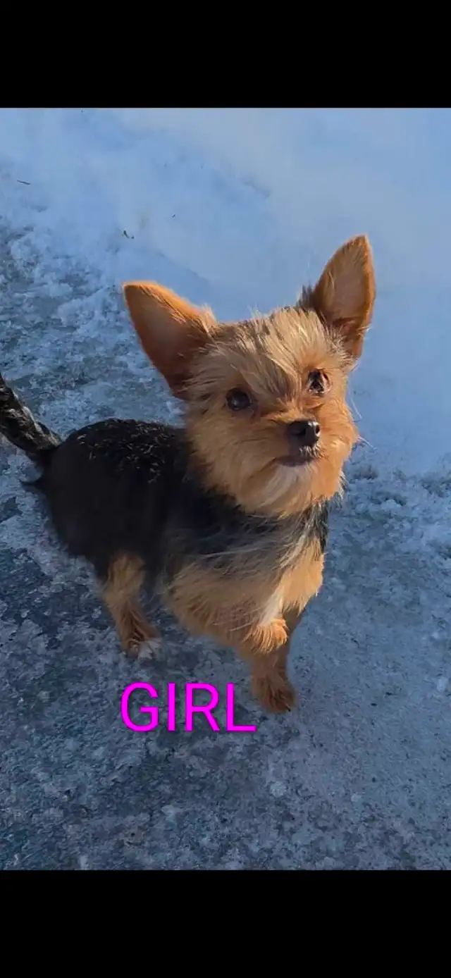  Pure Breed Yorkie  boy in Cats & Kittens for Rehoming in Edmonton - Image 10