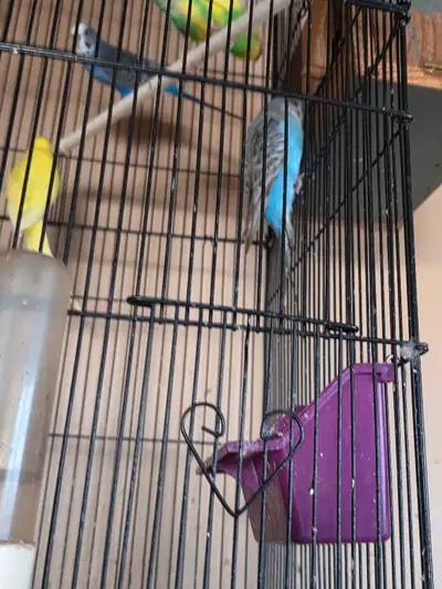 budgies and english budgie , View more