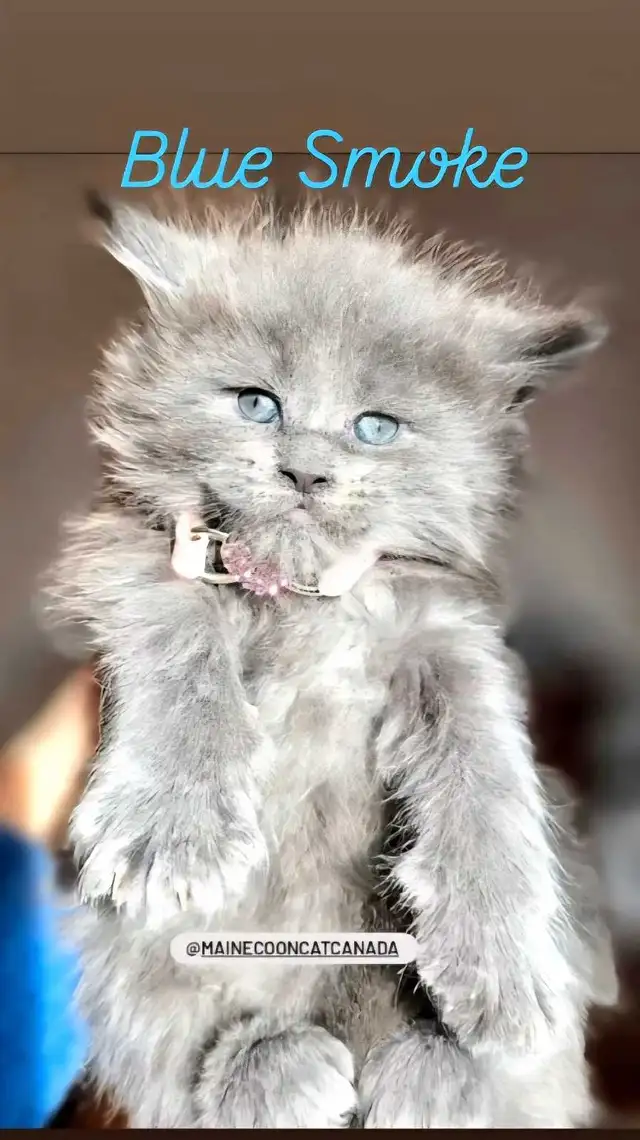 Purebred Maine Coons XL in Cats & Kittens for Rehoming in Oakville / Halton Region - Image 6