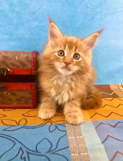 Cuddly Purebred Maine Coon Female Kitten, View more