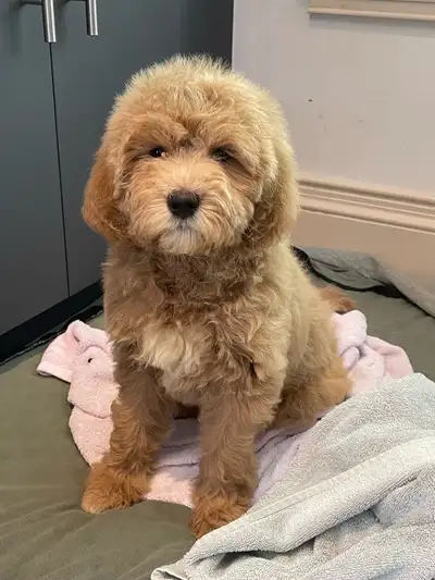 1 male and 1 female Full grown 20-30lbs Multiple genes golden doodle Mom is 15 lbs and dad is 30lbs...