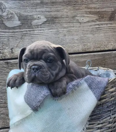 Beautiful Bulldog puppies, View more