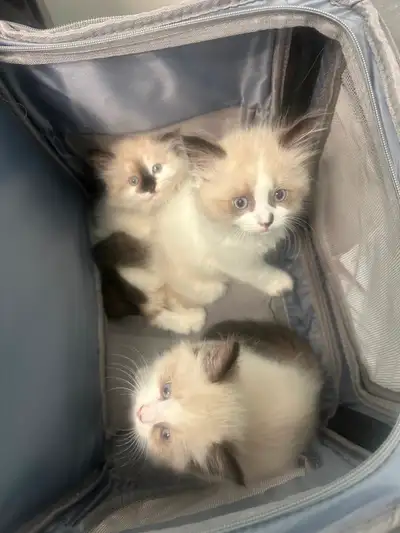 Purebred Ragdoll's Purr Fect Fur Babies, View more