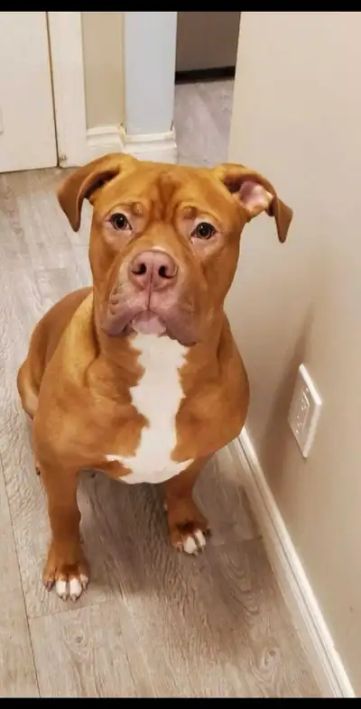 Cane Corso Mix for Sale, View more