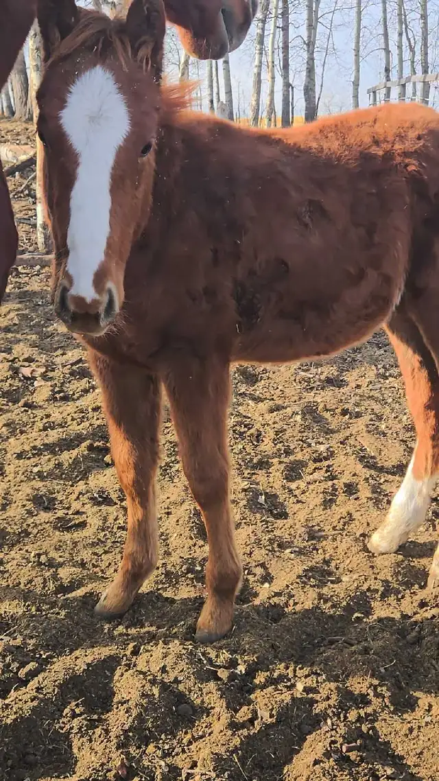 Aqha colt barrel prospect in Horses & Ponies for Rehoming in Red Deer - Image 5