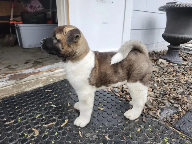Purebred Akita Puppies in Dogs & Puppies for Rehoming in Windsor Region - Image 6