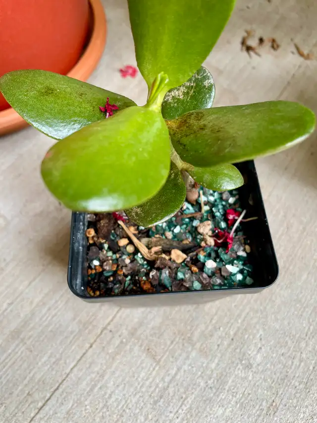 JADE PLANTS63417636007169122