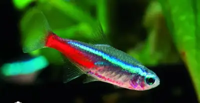 only 1 left neon tetra for sale