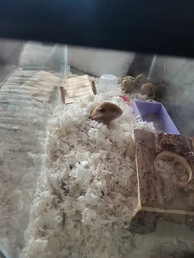 I specialize in hamsters, bunnies, ducks, turtles, guinny pigs, small dogs, snakes and most other an...