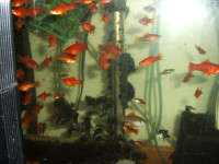 Freshwater community fish -various