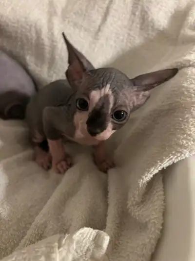 Bébés sphynx à vendre , View more