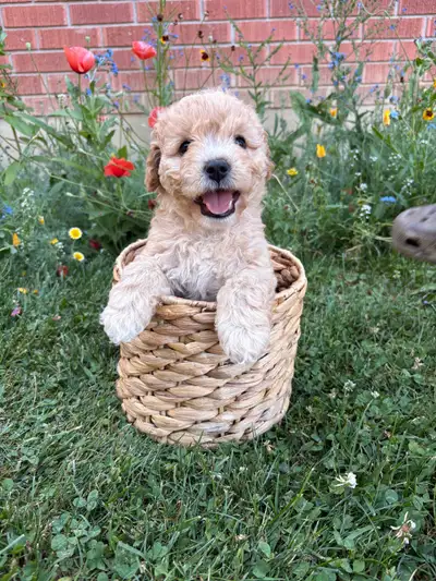 cavapoo puppies, View more