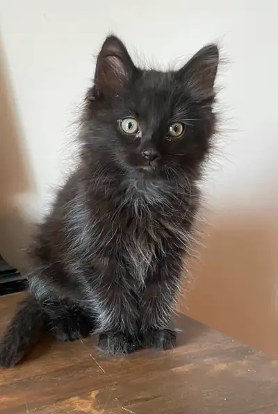 Une petite douceur de chatonne. Superbe avec enfants et autres chats ! Prête à partir dans sa nouvel...