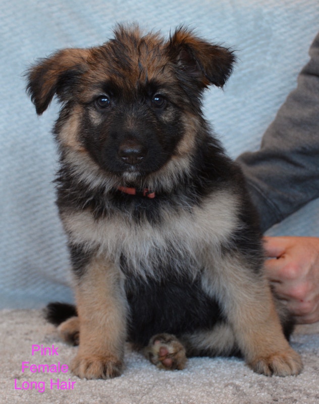 6 Female Pure Bred German Shepherd Puppies 7 Weeks Old Now!! Dogs & Puppies for Rehoming