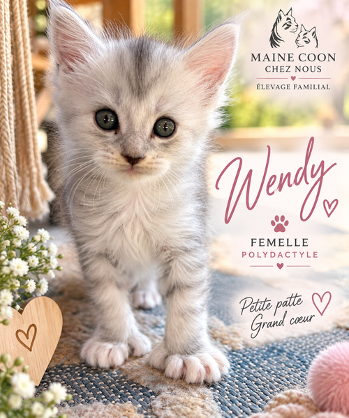 Chatons Maine Coon – Réservations ouvertes Livraison possible en octobre/novembre! Il nous restent q...