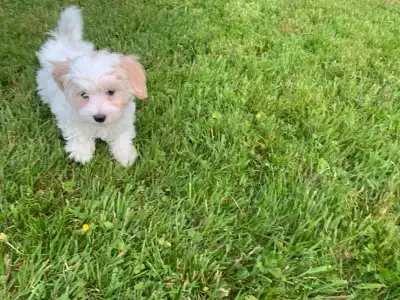 Havanese Puppies, View more