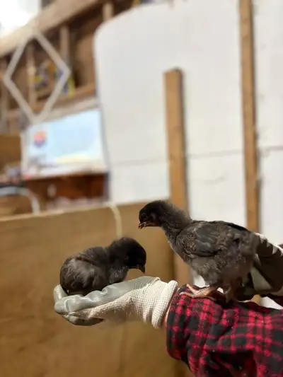 Female Black Star chicks, View more