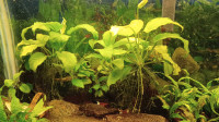 Aquarium water plants 
