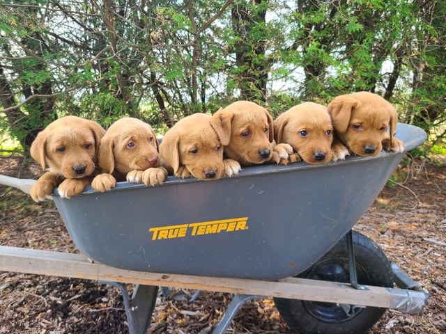 Purebred Fox Red Labrador puppies | Dogs & Puppies for Rehoming