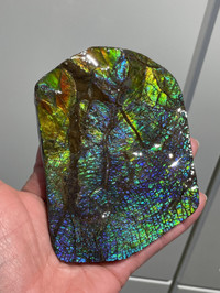 Large Ammolite Display