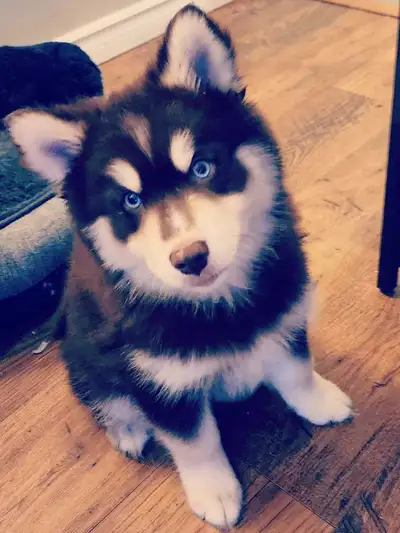 F4 Pomsky Puppies! ONLY 2 LEFT!!!, View more