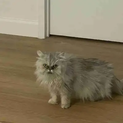 chat persan , View more