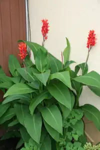 CANNA LILLY BULBS w RED Flowers 10 for $20 also other SEEDS ave.