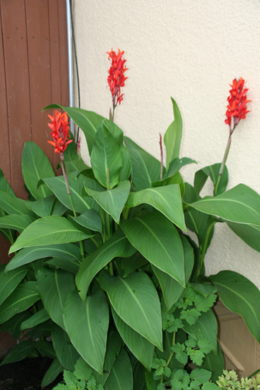 CANNA LILLY BULBS w RED Flowers 10 for $20 also other SEEDS ave. in Plants, Fertilizer & Soil in Winnipeg