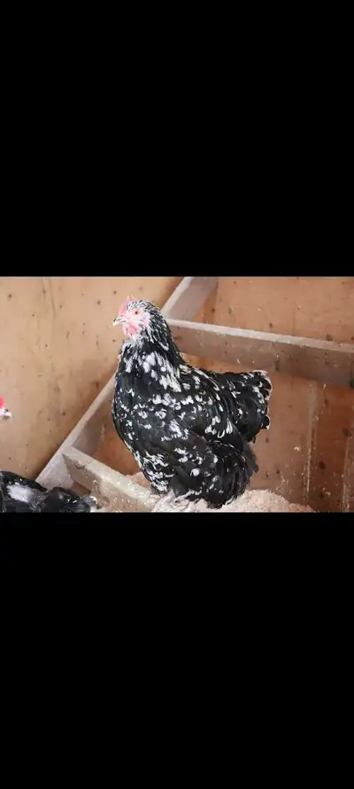Black Mottled Orpington Hatching Eggs, View more