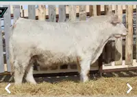 Charolais Bulls for Sale