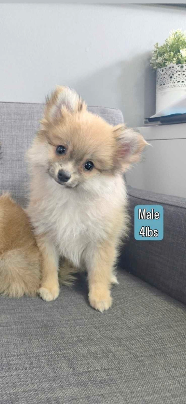 Baby Fox  (One left, fox face Pomeranian) ♡ Vet Cleared! in Dogs & Puppies for Rehoming in Mississauga / Peel Region - Image 2