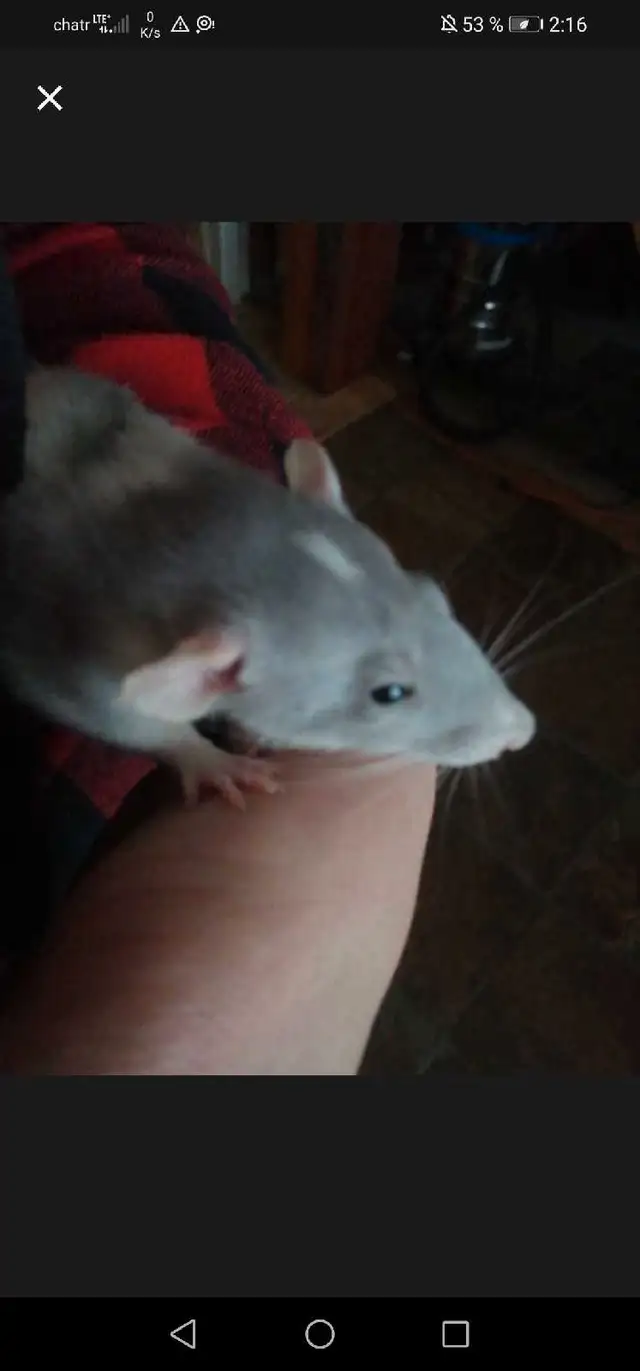 rat dumbo 50$ 2 pour 90$ in Small Animals for Rehoming in Victoriaville - Image 2
