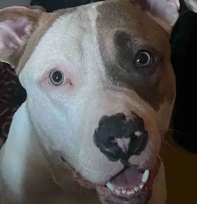 3 year old dog for rehoming, View more