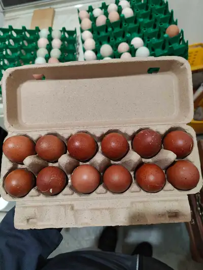 French blue copper maran chicks , View more