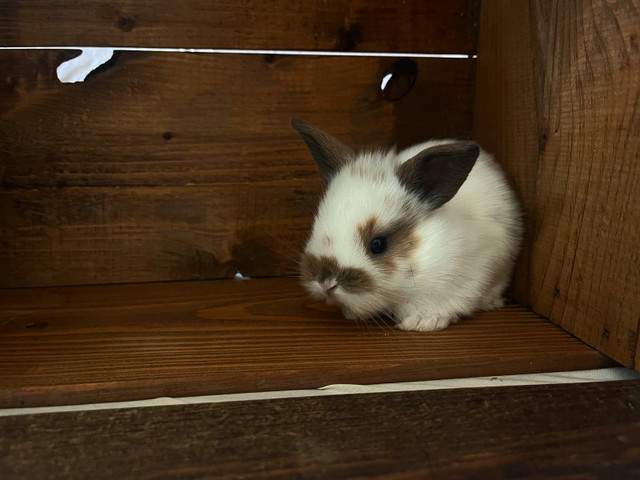 Baby bunnies  in Small Animals for Rehoming in Belleville