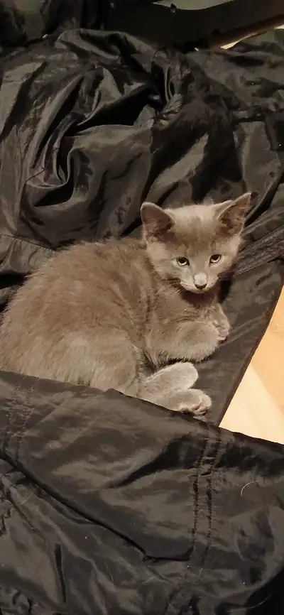 kittens for sale, View more