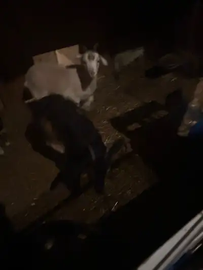 3 female Nigerian cross goats, View more