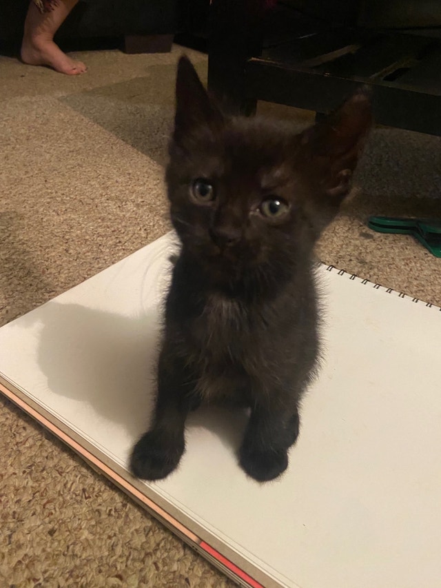 Kittens for rehoming Cats & Kittens for Rehoming Kamloops Kijiji