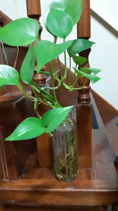 Easy Plant Golden Pothos, View more