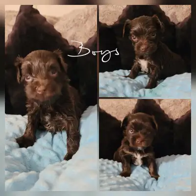 Rare dark chocolate yorkie puppies, View more