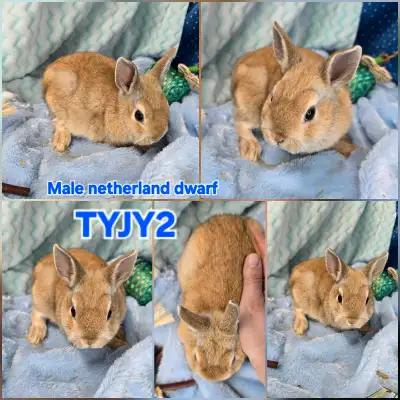 Pure Netherland dwarf rabbits ready for their fur-ever home, these are the tiniest ones Check out my...