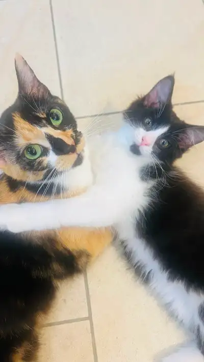 Kitten and mom, View more