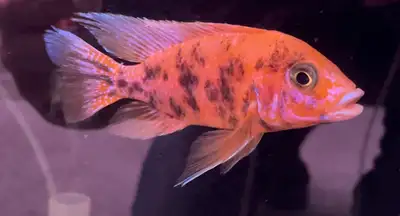 Cichlids Fish Show Males sale !, View more